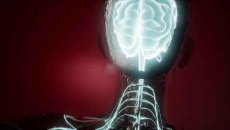 Anatomía-Del-Cerebro-Humano